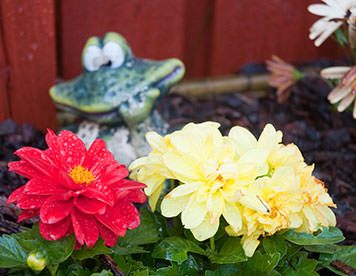 Flowering plants