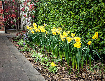 Planting - Daffodils